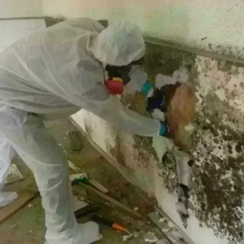 Mold Remediation and Removal in Dallam County, TX